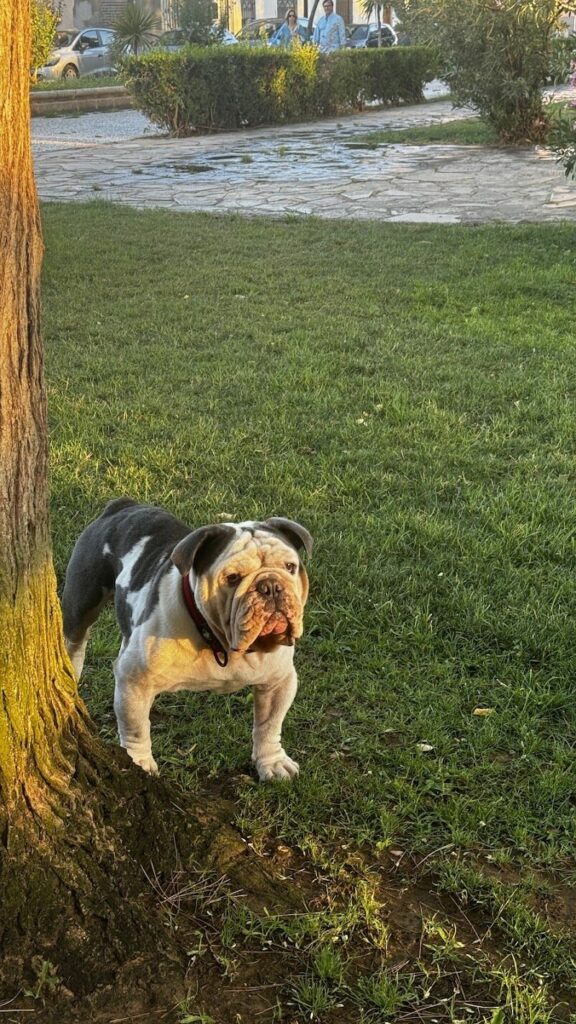 Imagen de Clinican Veterinarios