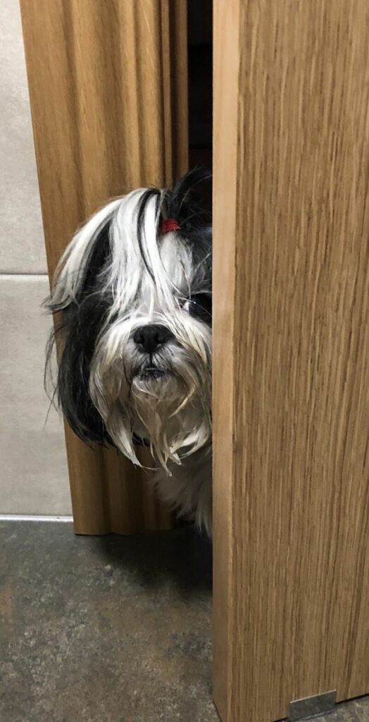 Imagen de Clinican Veterinarios