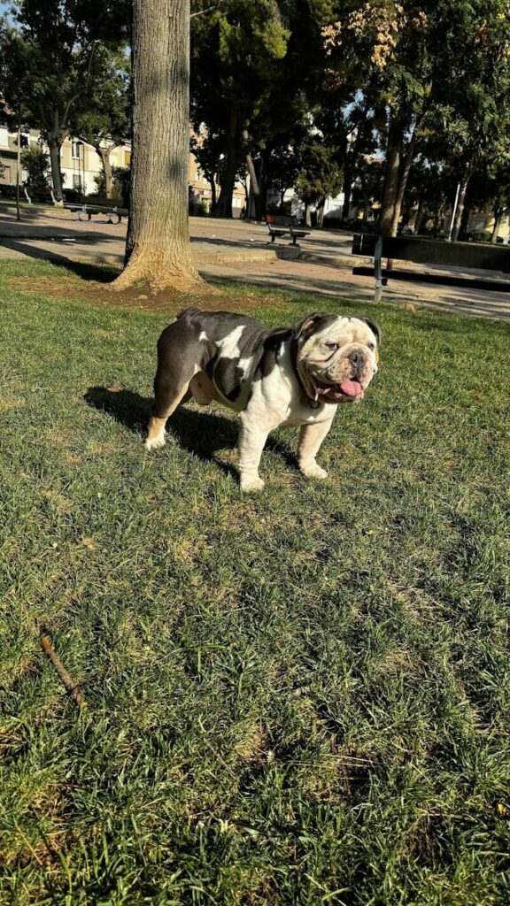 Imagen de Clinican Veterinarios