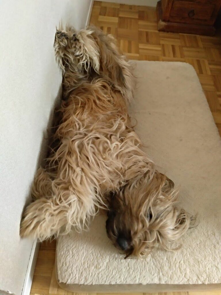 Imagen de Clínica Veterinaria San Fernando