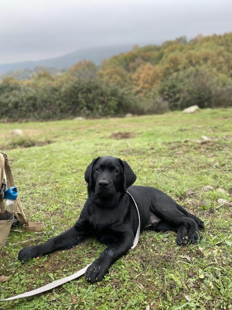 Imagen de Adiestradogs