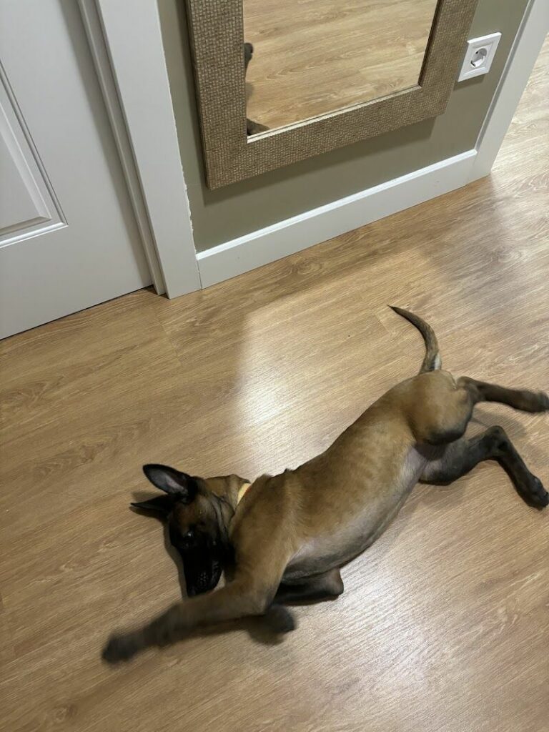 Imagen de Adiestradogs