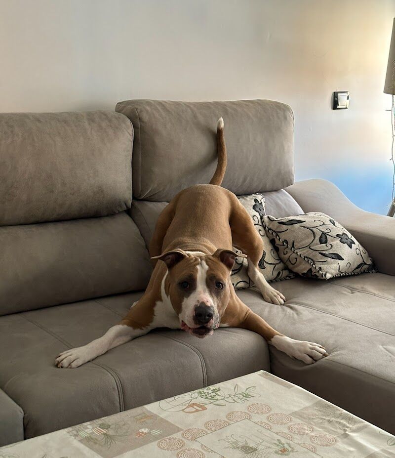 Imagen de Adiestradogs