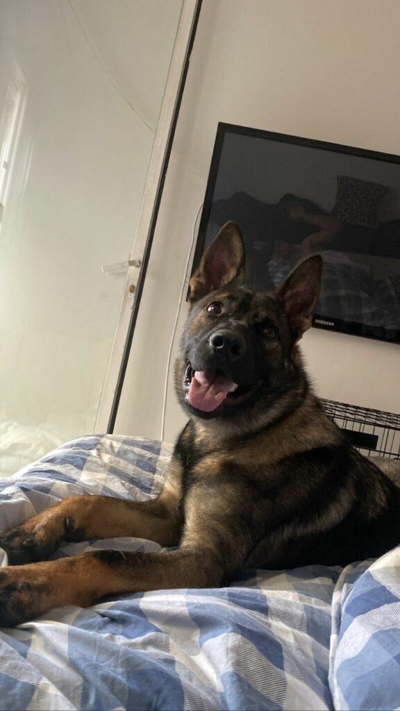 Imagen de Adiestradogs