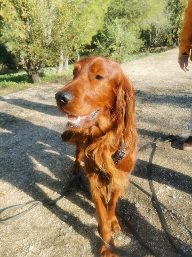 Imagen de Adiestradogs