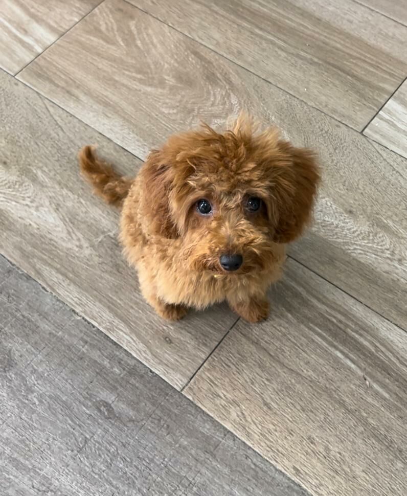 Imagen de Peluquería Canina Mimos