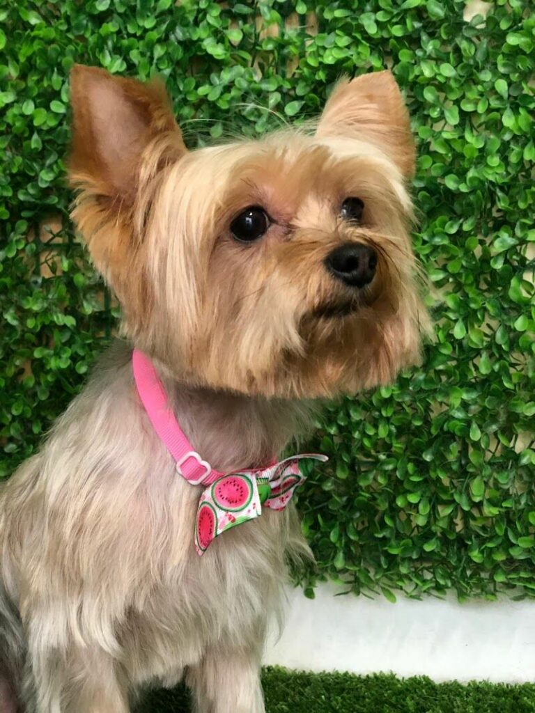 Imagen de Peluquería Canina Mimos