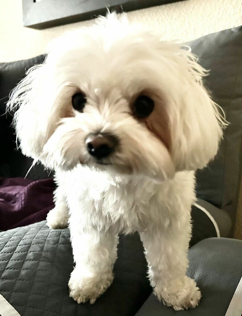 Imagen de Peluquería Canina Mimos