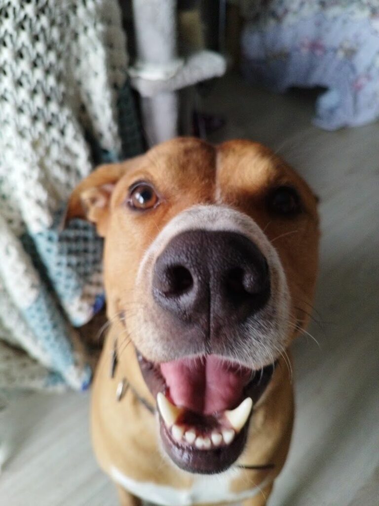 Imagen de Peluquería Canina Mimos