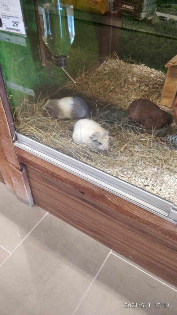 Imagen de Kiwoko. Mundo Animal