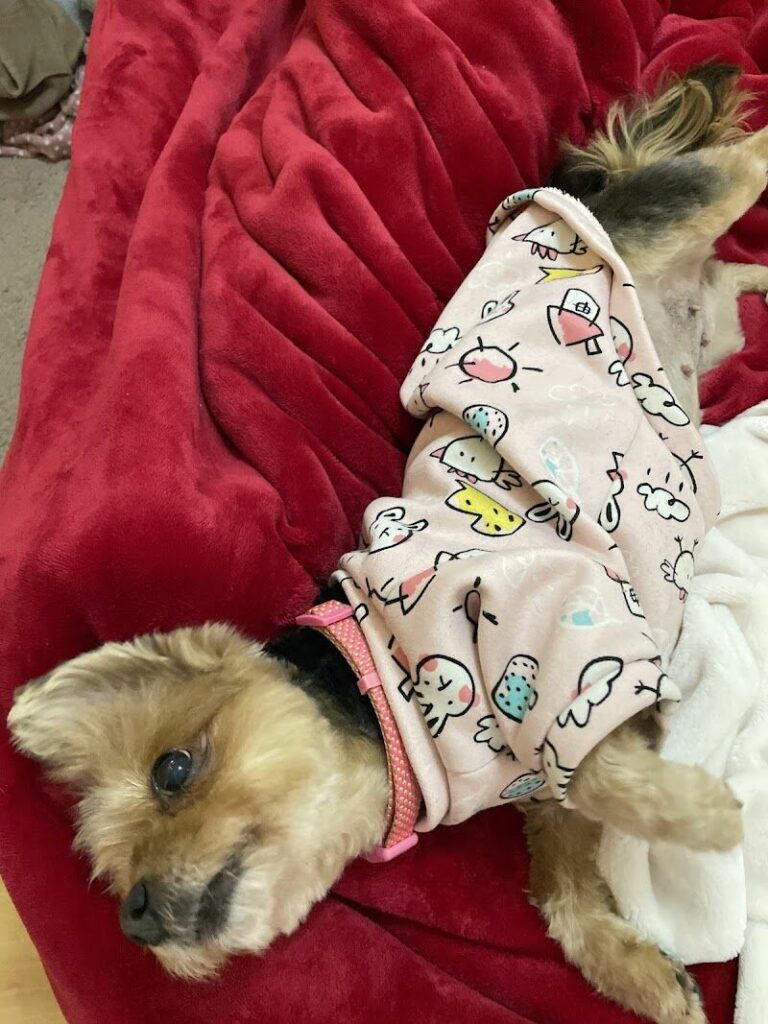 Imagen de Peluqueria Canina y Felina Masco Kyty