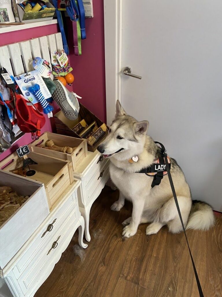 Imagen de Peluqueria Canina y Felina Masco Kyty