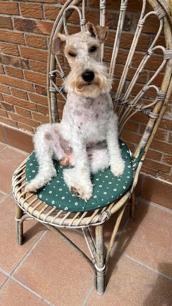 Imagen de Peluqueria Canina y Felina Masco Kyty