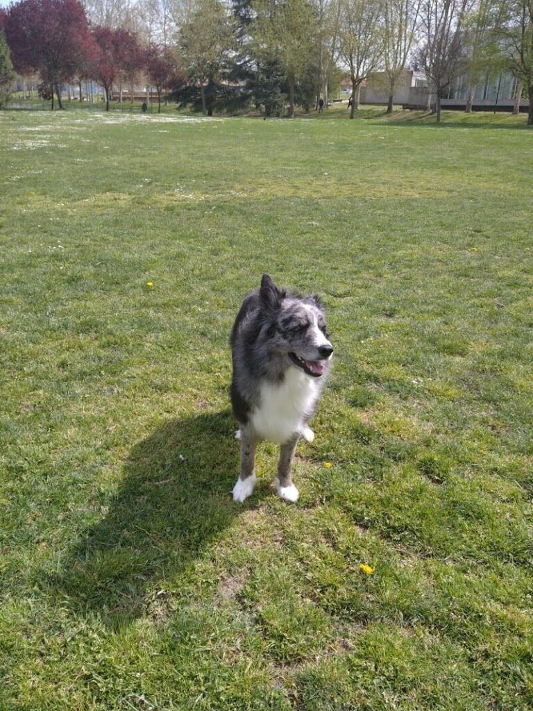 Imagen de Peludos Coquetos