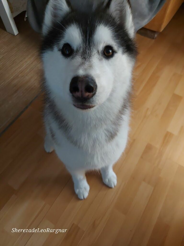 Imagen de Peludos Coquetos