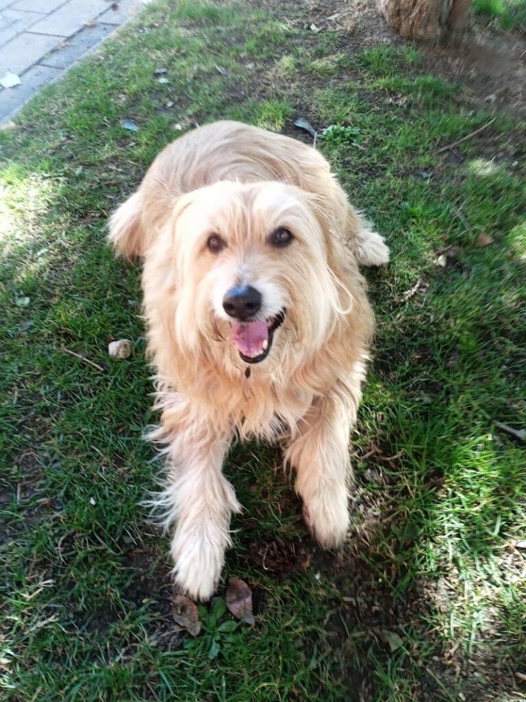 Imagen de Centro Veterinario Campo Grande