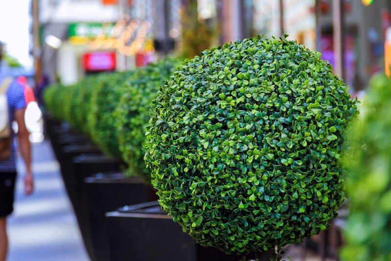 Imagen de Naturing Monde | Decoración Artificial con Jardines, Plantas y Árboles