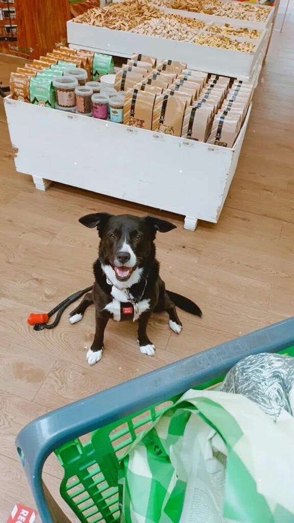 Imagen de Tiendanimal