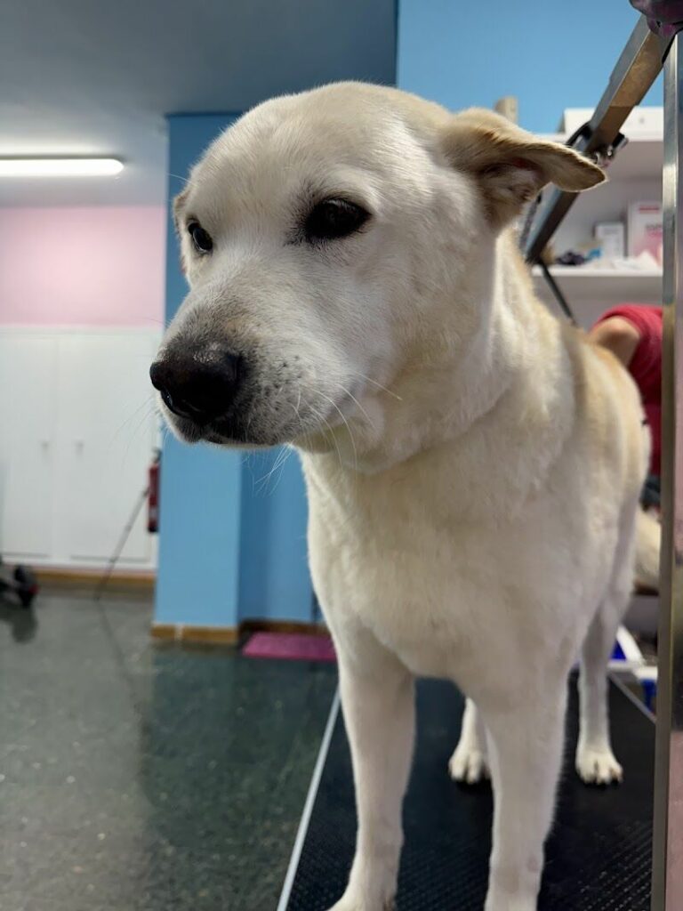 Imagen de Petluchines