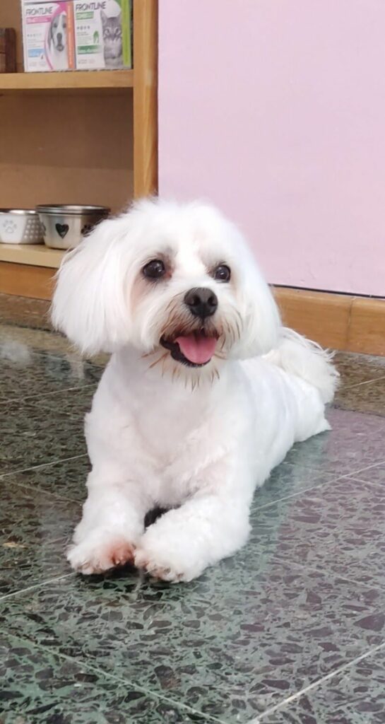 Imagen de Petluchines