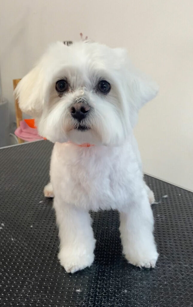 Imagen de Con Pelos y a Lo Loco