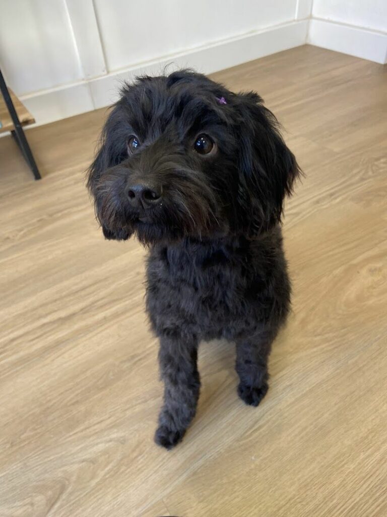 Imagen de Con Pelos y a Lo Loco