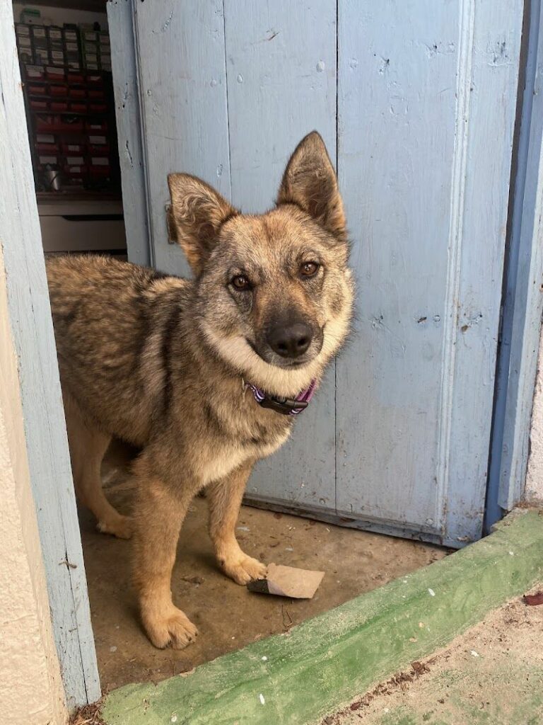 Imagen de Centro Municipal de Protección Animal