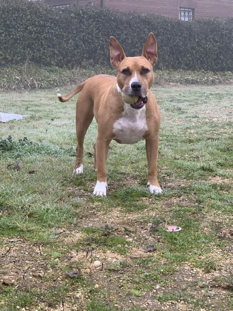 Imagen de Centro Municipal de Protección Animal