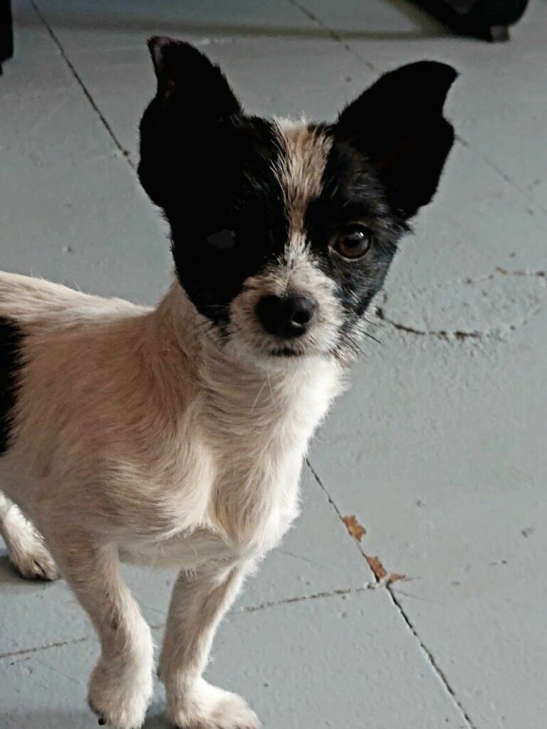 Imagen de Centro Municipal de Protección Animal