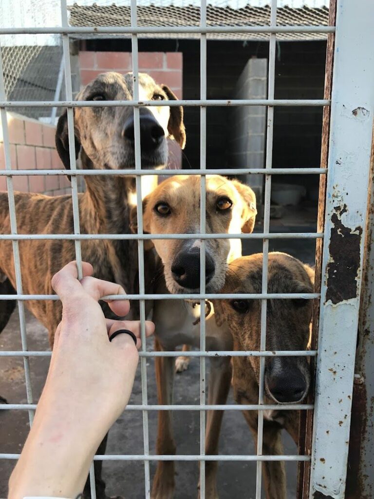 Imagen de Scooby Protectora de Animales