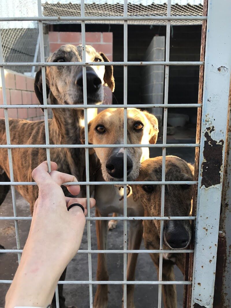 Imagen de negocio en Refugio de animales en Provincia de Valladolid