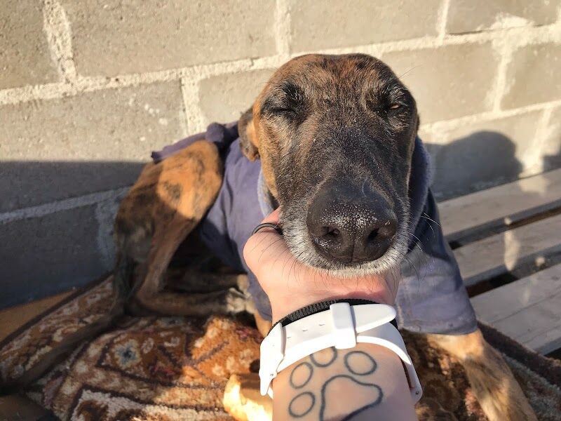 Imagen de Scooby Protectora de Animales