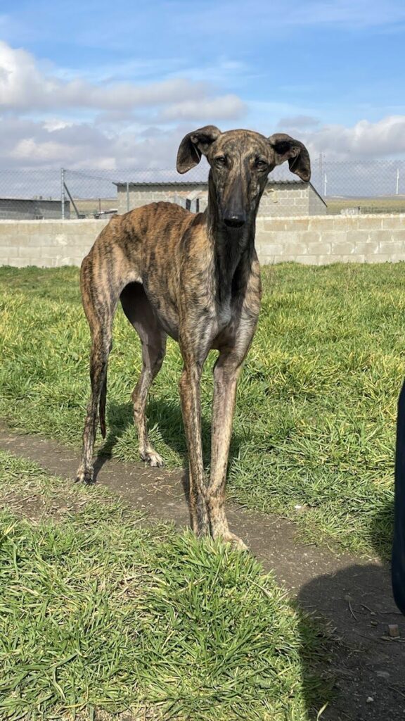 Imagen de Scooby Protectora de Animales