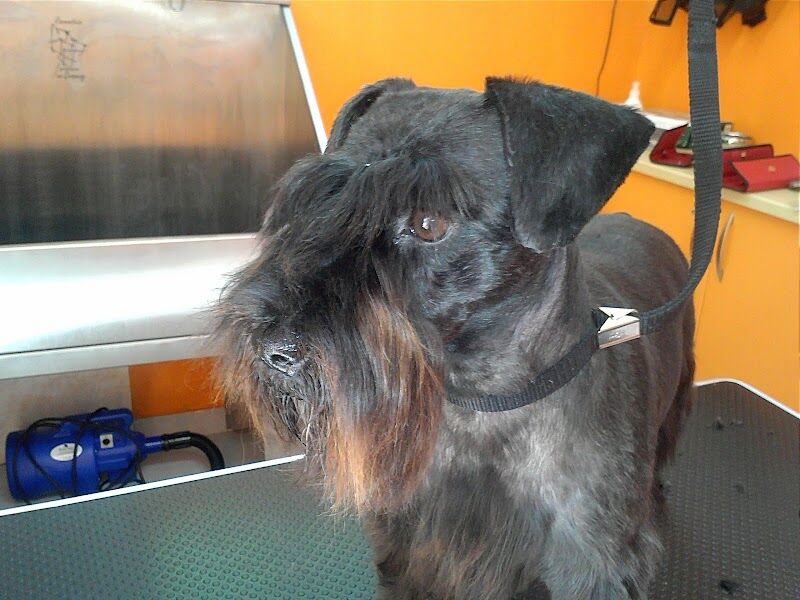 Imagen de negocio en Servicio de vacunación para mascotas en Aldeamayor de San Martín