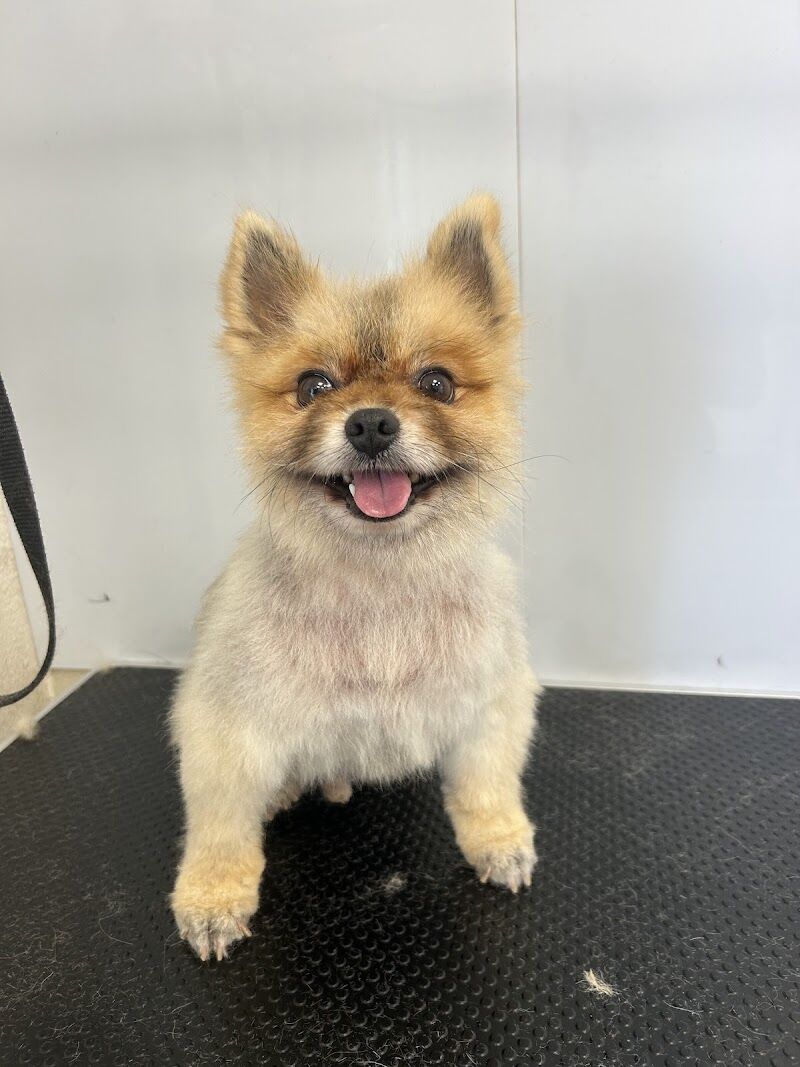 Imagen de negocio en Baño y spa para mascotas en Provincia de Alicante