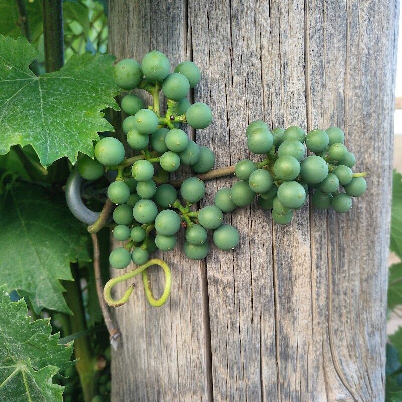 Imagen de Bodega Viña la Cerca