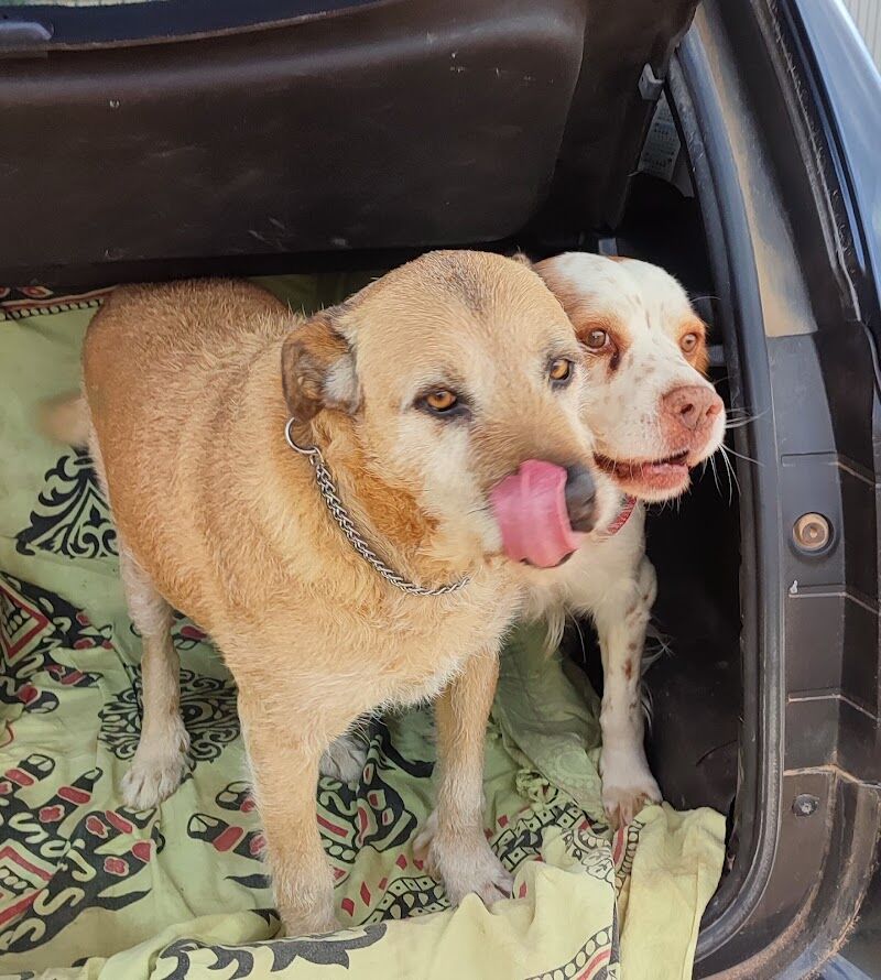 Imagen de negocio en Clínica veterinaria en Los Belones