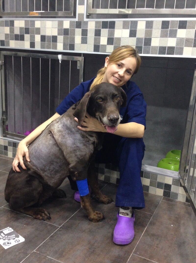 Imagen de negocio en Clínica veterinaria en Provincia de Murcia