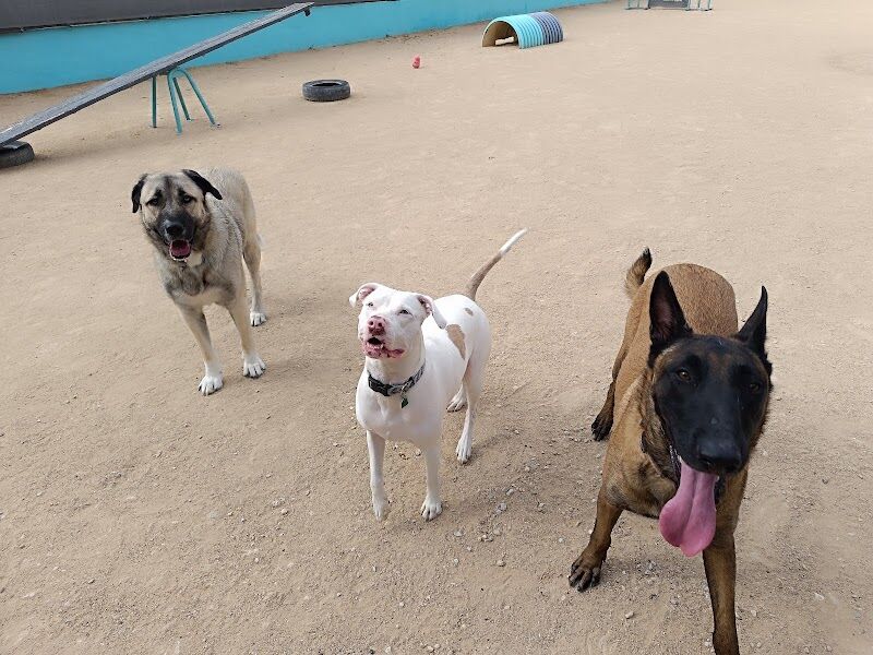 Imagen de Centro Canino los Árboles