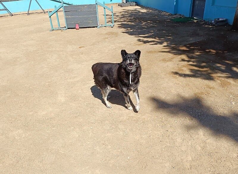 Imagen de Centro Canino los Árboles