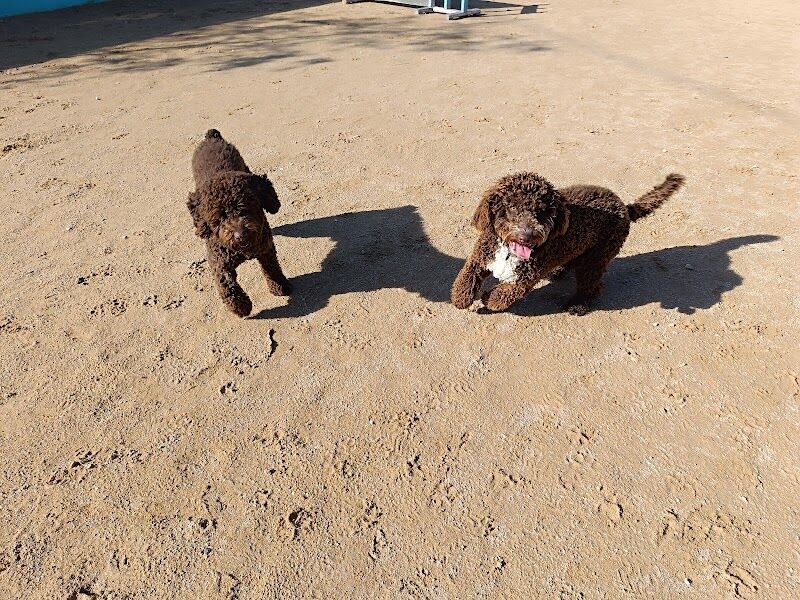 Imagen de Centro Canino los Árboles