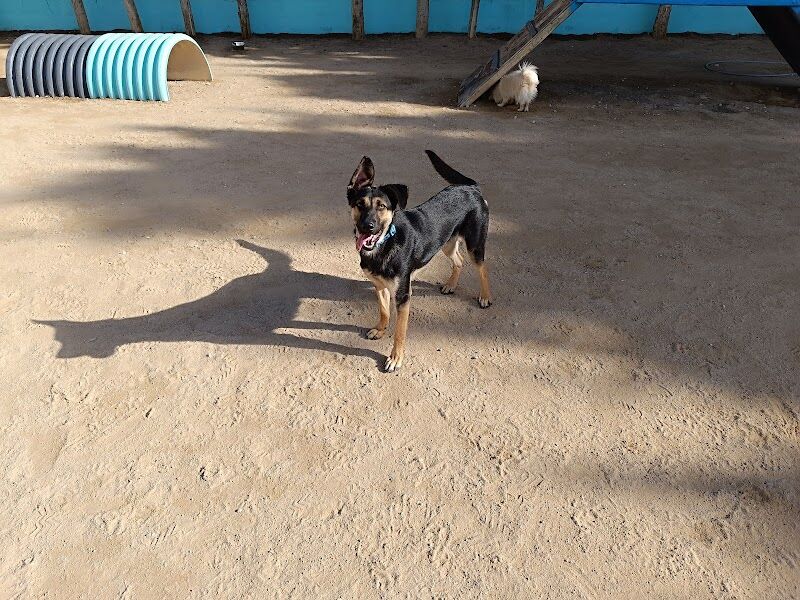 Imagen de Centro Canino los Árboles
