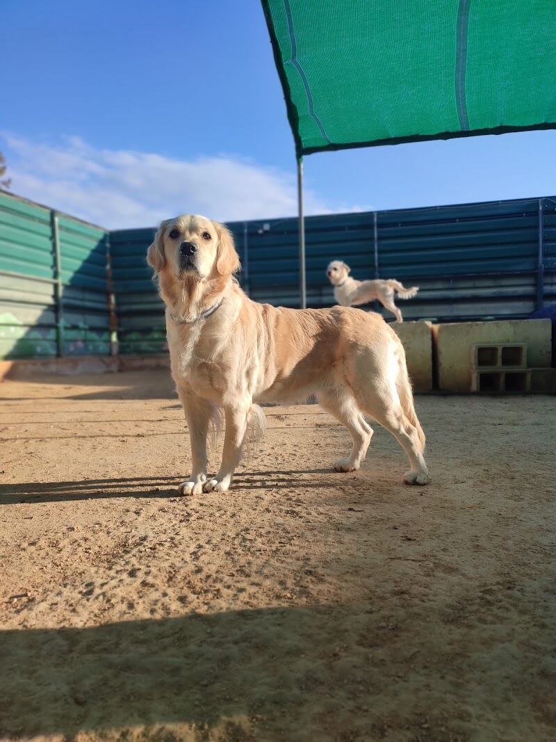 Imagen de negocio en Guardería para mascotas en Murcia