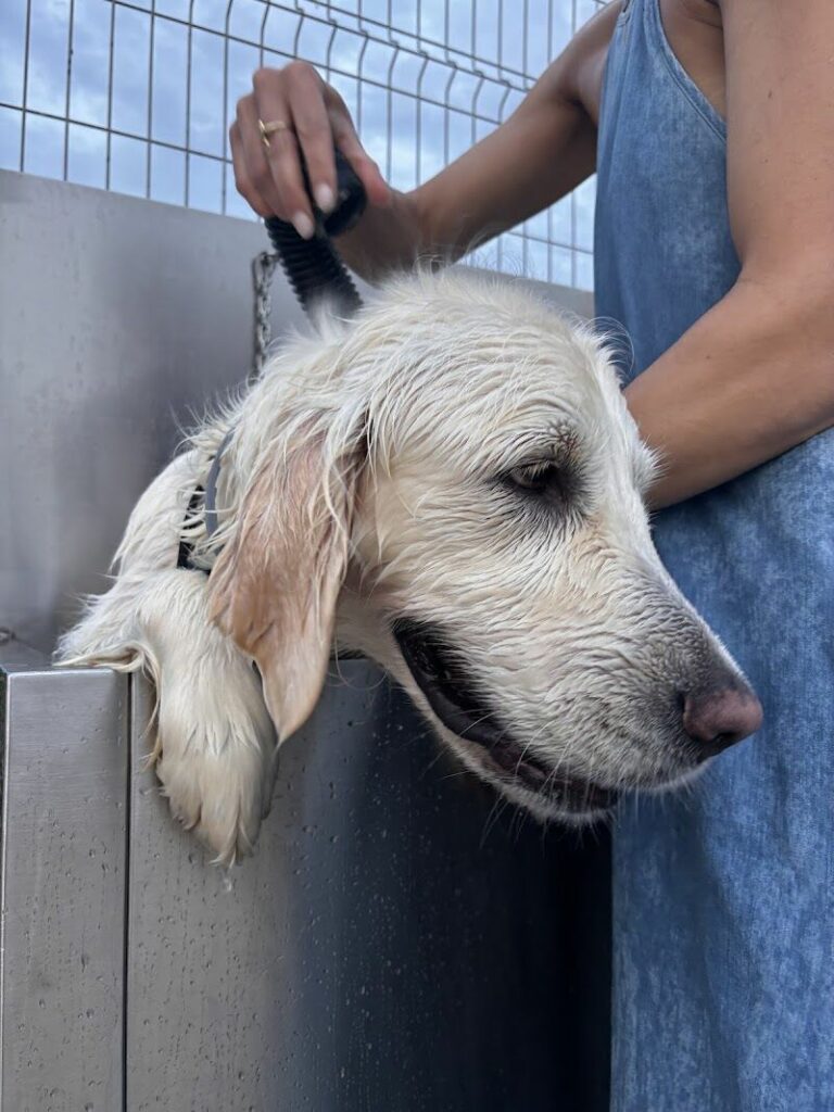 Imagen de Lavadero de Mascotas