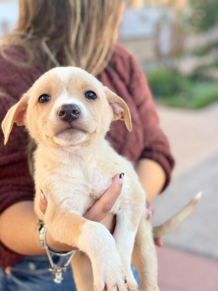 Imagen de Adopta Vida Cartagena