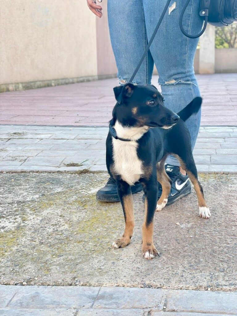 Imagen de Adopta Vida Cartagena