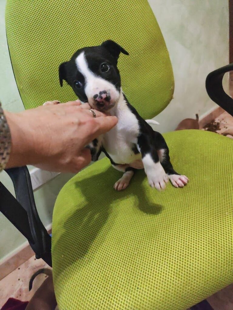 Imagen de Adopta Vida Cartagena