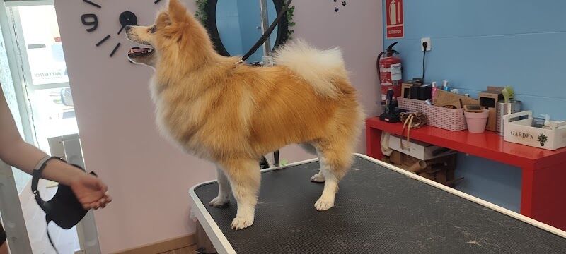 Imagen de negocio en Estética animal en Provincia de Huelva