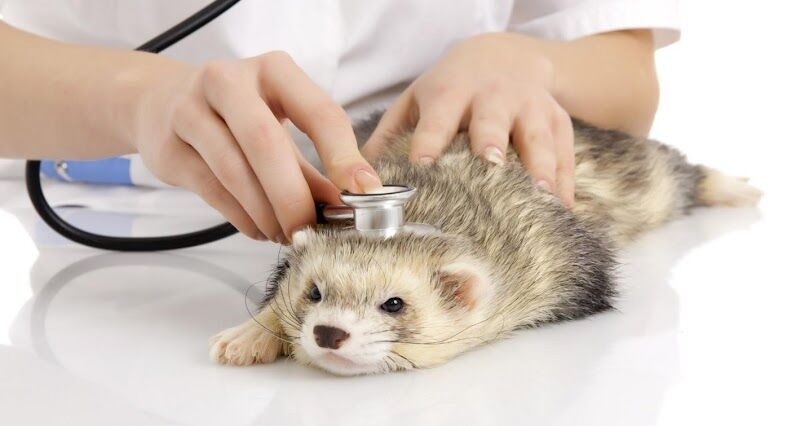 Imagen de Centro Veterinario Bichos, Animales Exóticos