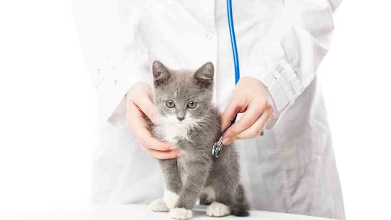 Imagen de Centro Veterinario Bichos, Animales Exóticos